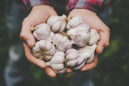 A man farmer holds a harvest of garlic in his hands. Selective focus. nature.の写真素材