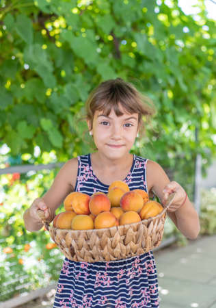 Child with apricots gardener harvest. Selective focus.の写真素材