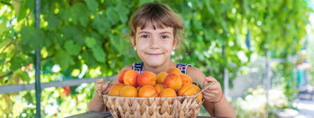 Child with apricots gardener harvest. Selective focus.の写真素材