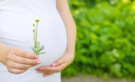 Pregnant woman with a camomile in hands. Selective focus. nature.の写真素材