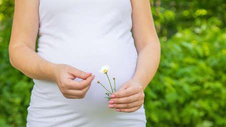 Pregnant woman with a camomile in hands. Selective focus. nature.の写真素材