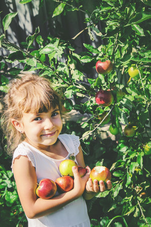 Child with apples in the summer garden. Selective focus. People.の写真素材