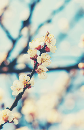 Blooming apricots tree in the garden. Selective focus nature.の写真素材