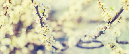 Blooming tree in the garden. Selective focus nature.の写真素材
