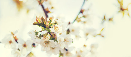 Blooming tree in the garden. Selective focus nature.の写真素材