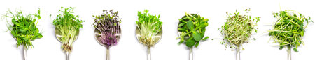Collage of different microgreens on a white background. Selective focus. nature.