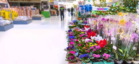 Many flowers in pots are sold at a flower shop. Selective focus. Nature.の写真素材