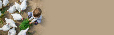 Bio chickens on a home farm a children.の写真素材