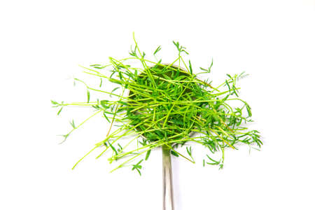 Microgreen lentils on a white background isolate. Selective focus. Food.
