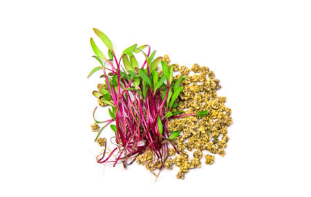 Microgreen beets on a white background isolate. Selective focus. Food.