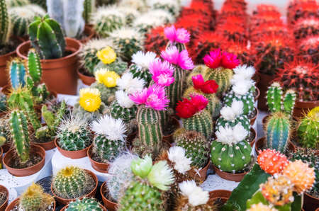 Many cacti are sold at the flower shop. Selective focus. Nature.の写真素材