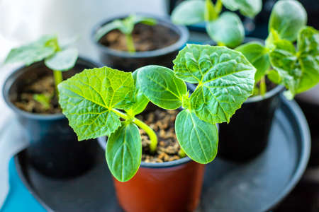 Seedlings of cucumbers in cups on the window. Selective focus. nature.