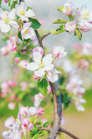 Blooming apple trees in spring in the garden. Selective focus. Flowers.