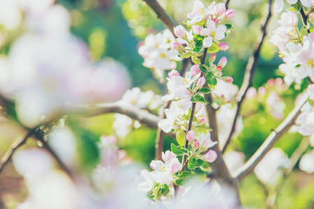 Blooming apple trees in spring in the garden. Selective focus. Flowers.