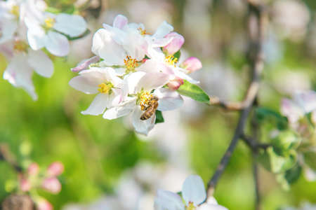 Blooming apple trees in spring in the garden. Selective focus. Flowers.の写真素材
