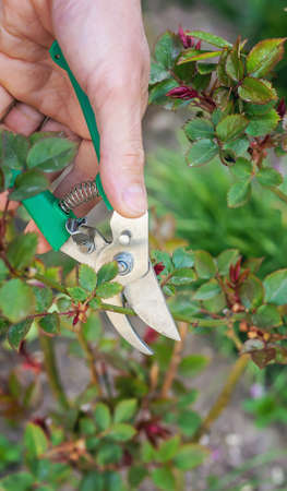 Gardener pruning roses in the garden. Selective focus. Nature.