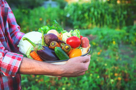 A man farmer holds a harvest of vegetables in his hands. Selective focus. nature.の写真素材
