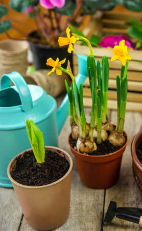 Gardening flowers in flowerpots on a wooden background. Selective focus. nature.