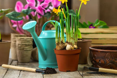 Gardening flowers in flowerpots on a wooden background. Selective focus. nature.の写真素材