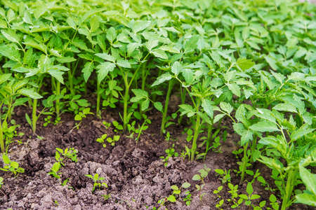 Seedlings of tomatoes in the garden. Selective focus. nature.