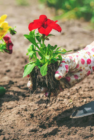 The gardener is planting a flower garden. Selective focus. nature.の写真素材