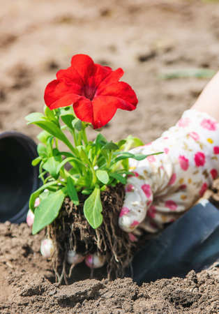 The gardener is planting a flower garden. Selective focus. nature.の写真素材