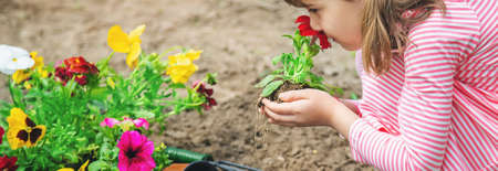 A child plants a flower garden. Selective focus. nature.の写真素材