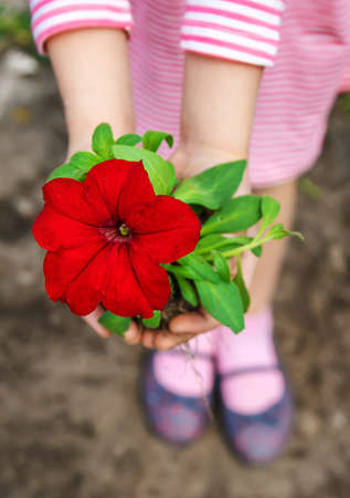A child plants a flower garden. Selective focus. nature.の写真素材