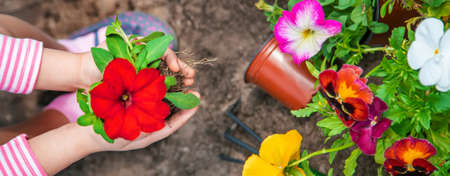 A child plants a flower garden. Selective focus. nature.の写真素材