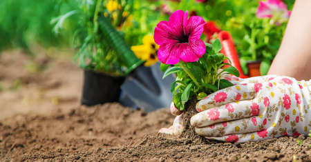 The gardener is planting a flower garden. Selective focus. nature.の写真素材