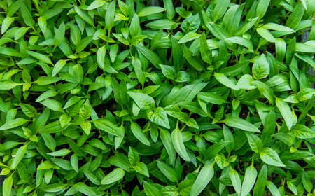 Pepper seedlings on the windowsill. Selective focus. nature.