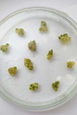 Plant laboratory experiments under glass. Selective focus. nature.