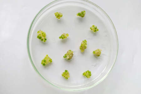 Plant laboratory experiments under glass. Selective focus. nature.