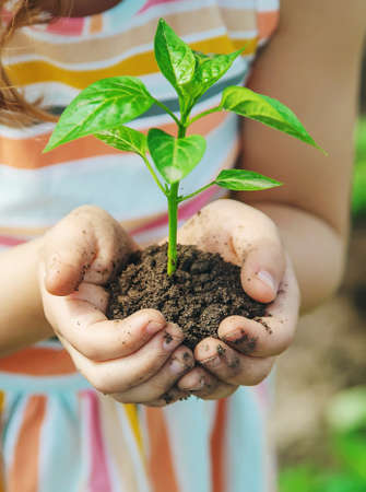 A child with seedlings in his hands in the garden. Selective focus. people.