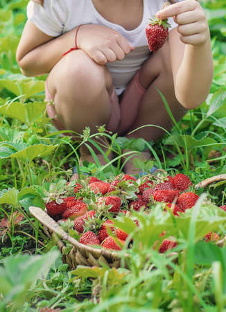 A child with strawberries in the hands. Selective focus. food.の写真素材
