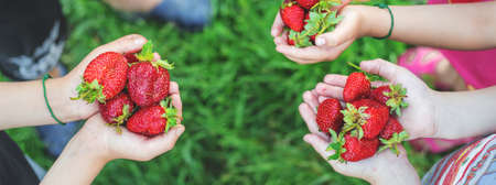 Summer strawberries in the hands of children. Selective focus. Food.の写真素材