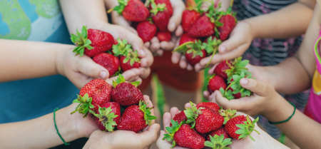 Summer strawberries in the hands of children. Selective focus. Food.の写真素材