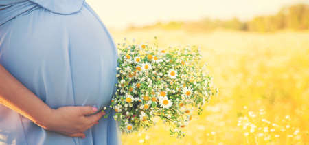 pregnant woman with camomiles in hands. Selective focus. nature.の写真素材
