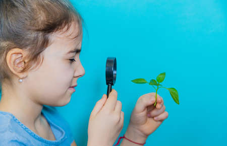 The child examines the plant with a magnifying glass. Selective focus. Kid.の写真素材