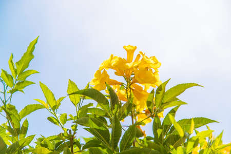 Blooming tekoma erect yellow flowers against the sky. Selective focus. nature.