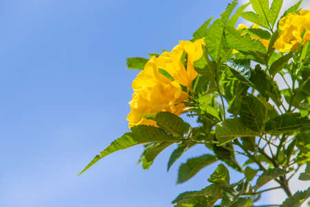 Blooming tekoma erect yellow flowers against the sky. Selective focus. nature.の写真素材