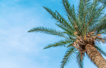 Palm leaves against the sky. Selective focus. nature.の写真素材