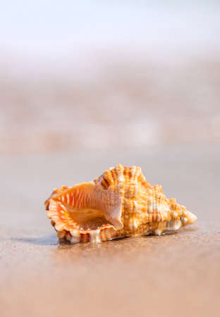 Beautiful shell on the seashore. Selective focus. nature.