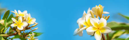 Blooming plumeria flowers against the sky. Selective focus. Nature.
