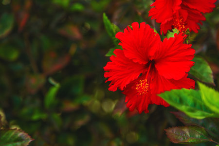 Blooming hibiscus on a bush. Selective focus. Nature.の写真素材