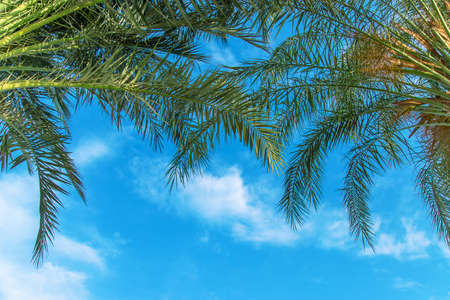 Palm trees leaves on a background of the sky. Selective focus. nature.