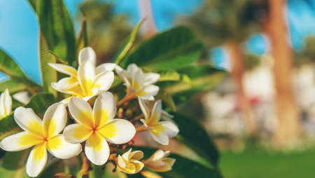 Blooming plumeria flowers against the sky. Selective focus. Nature.の写真素材