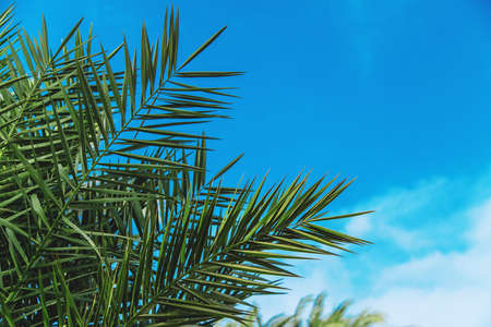 Palm trees leaves on a background of the sky. Selective focus. nature.