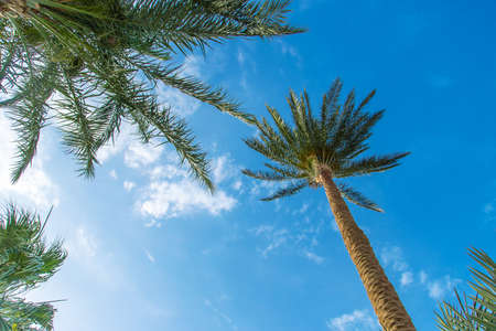 Palm trees leaves on a background of the sky. Selective focus. nature.の写真素材