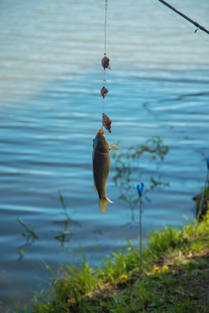 Fishing fish on the hook. Selective focus. nature.